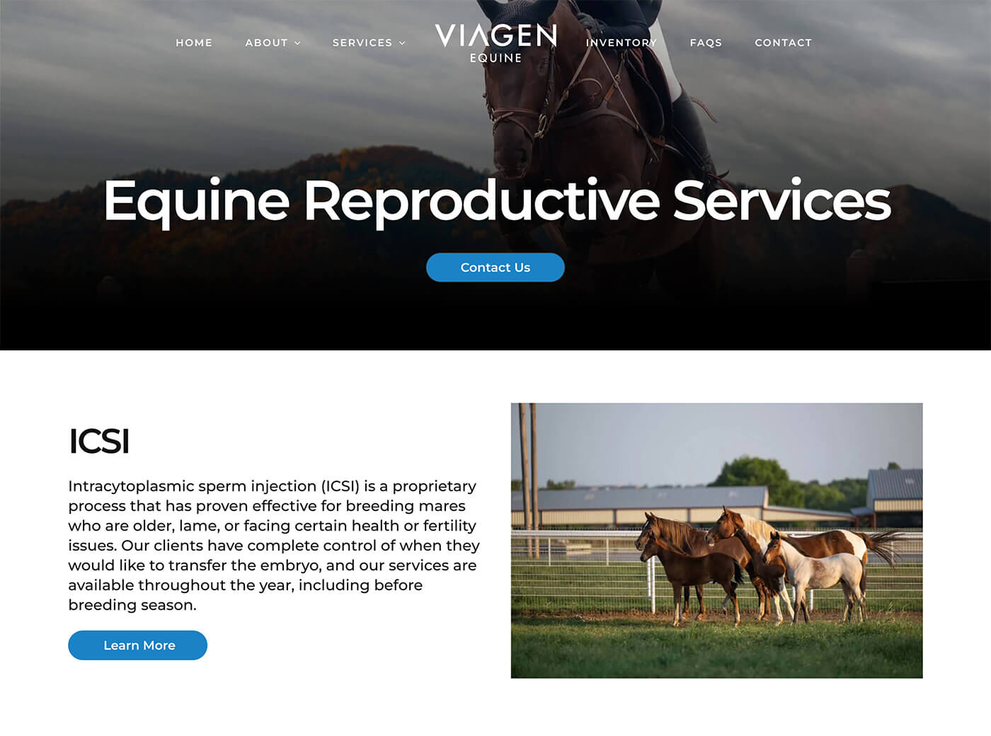 Dallas Web Design: Equine Reproduction Website