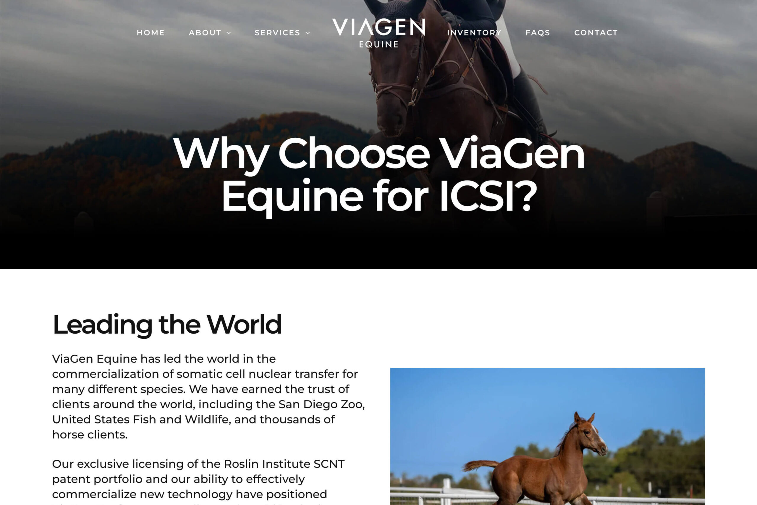 Dallas Web Design: Equine Reproduction Website